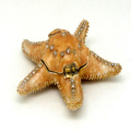 The Starfish Trinket Box